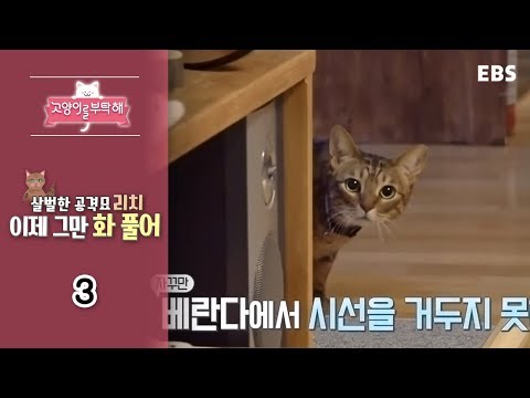 고양이를 부탁해 - 살벌한 공격묘 리치 이제 그만 화 풀어_#003