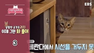 고양이를 부탁해 - 살벌한 공격묘 리치 이제 그만 화 풀어_#003