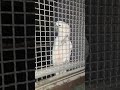 kaka2 male