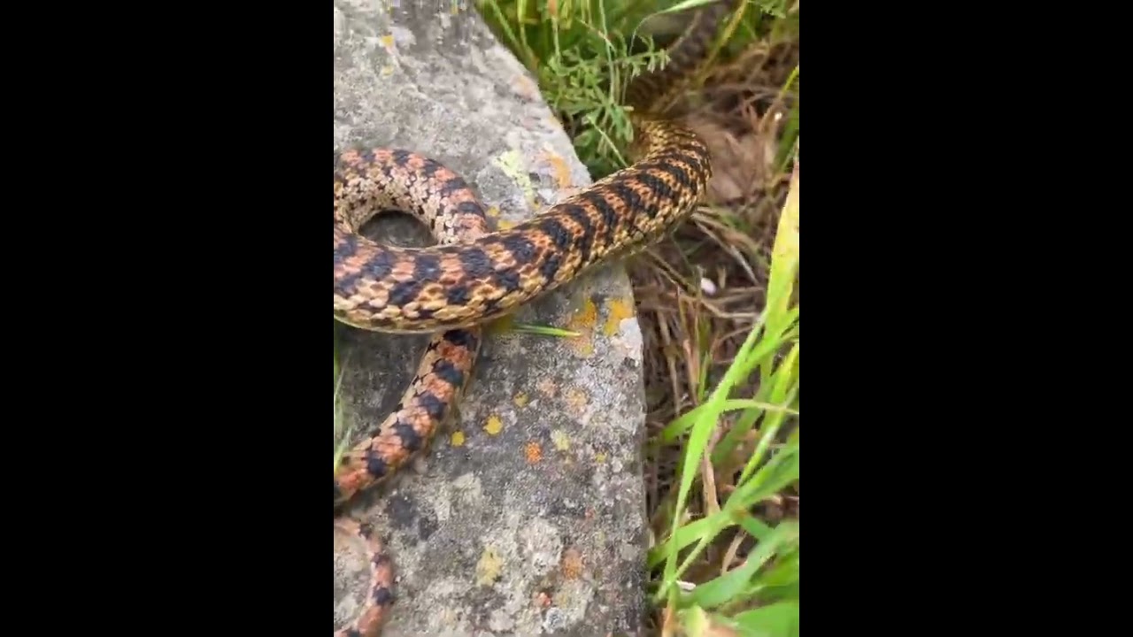 33 Large Adult Gopher Snake i released 