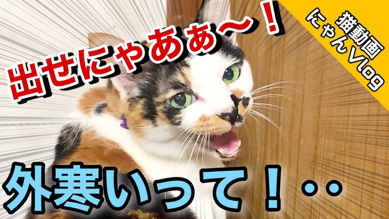 Tsurara-an cat video] A cat is being noisy and asking for the door