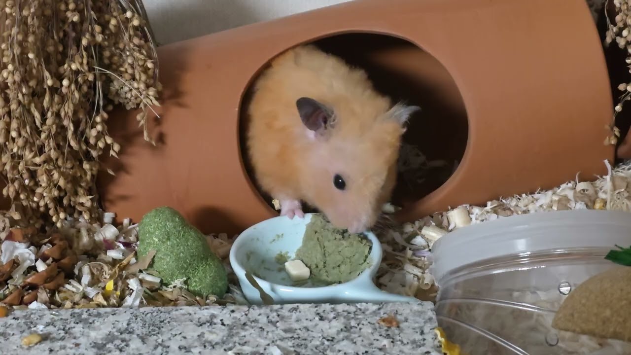 이쁜 햄복이❤️