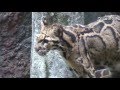 高知県立のいち動物公園 「ウンピョウ」 の動画、YouTube動画。