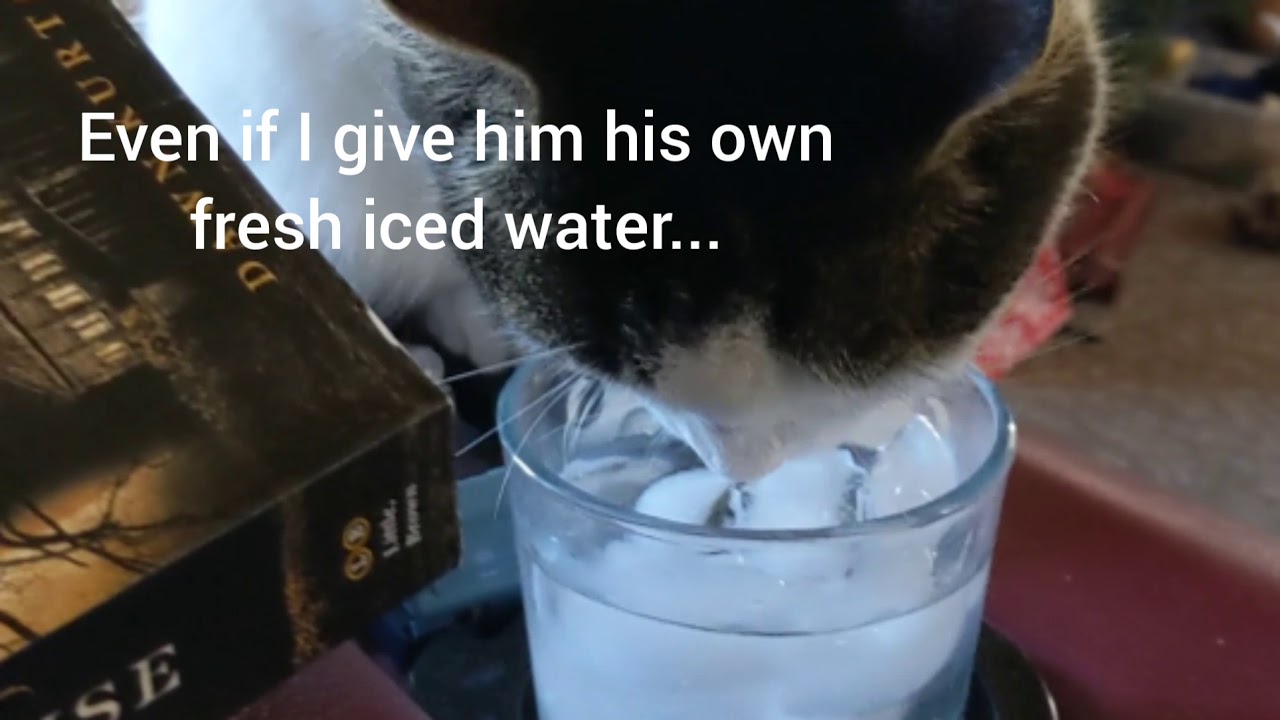 Cat Drinks From MY Glass YouTube
