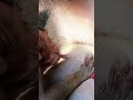 #monkey #monkeysr #animals #babymo #babymonkey #cute #funny #baby #babyanimal