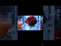 ​Frozen Rose in 4K | Amazing AI Restoration