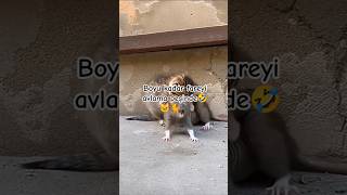 Mutlufaki̇rögg Boyu Kadar Fareyi̇ Avlama Peşi̇nde