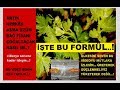 Üzüm Fidanı Çimlendirme Çoğaltma Nasıl Yapılır