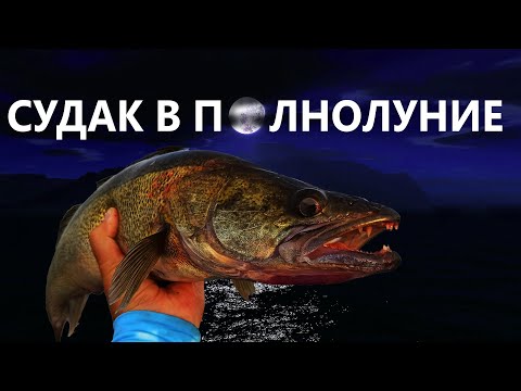 СУДАК ХИТРИТ В