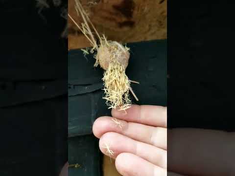 Praying Mantis Hatching