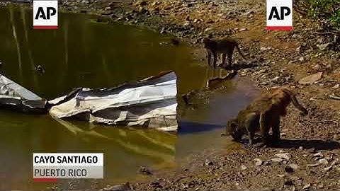 A Race to Save Monkey Island in Puerto Rico