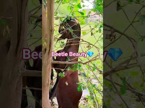 Beetle BEauty Whitegoat Goatbreeds Farming Beautifullgoats