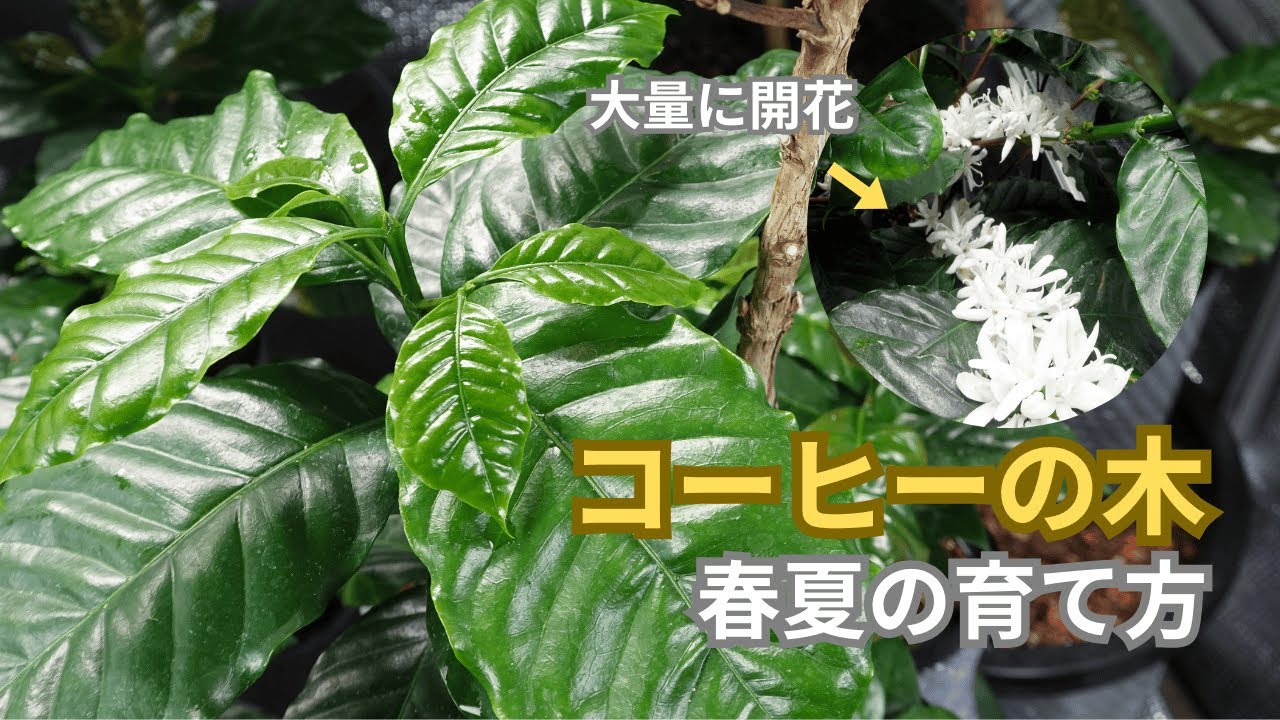 【コーヒーの木】開花経験者が教える、春夏のコーヒーの木の育て方【自家栽培, 開花, 収穫,  日光, 温度, 植え替え, 土,  水やり, 害虫, 剪定,】