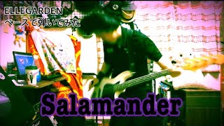[祝][ELLEGARDEN]Salamanderをベースブンブンした[弾いてみた]