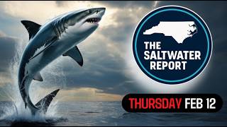North Carolina Great White Shark. Speckled Trout Update. CCA Lawsuit. Bluefin Tuna Fishing Action