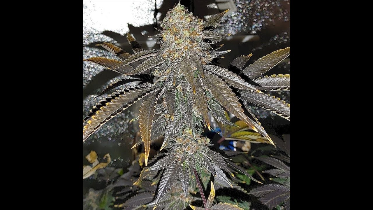 Inglewood Cookies The Seed Cellar YouTube