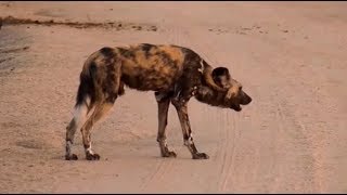 SafariLive Aug 05  Wild Dog is calling for his pack.