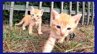 【野良猫親子】子猫の兄弟はカメラに興味津々、母猫は心配そうに後ろから見守る