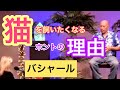 猫を飼いたくなるホントの理由(バシャール)| Why you are attracted to cats (Bashar)