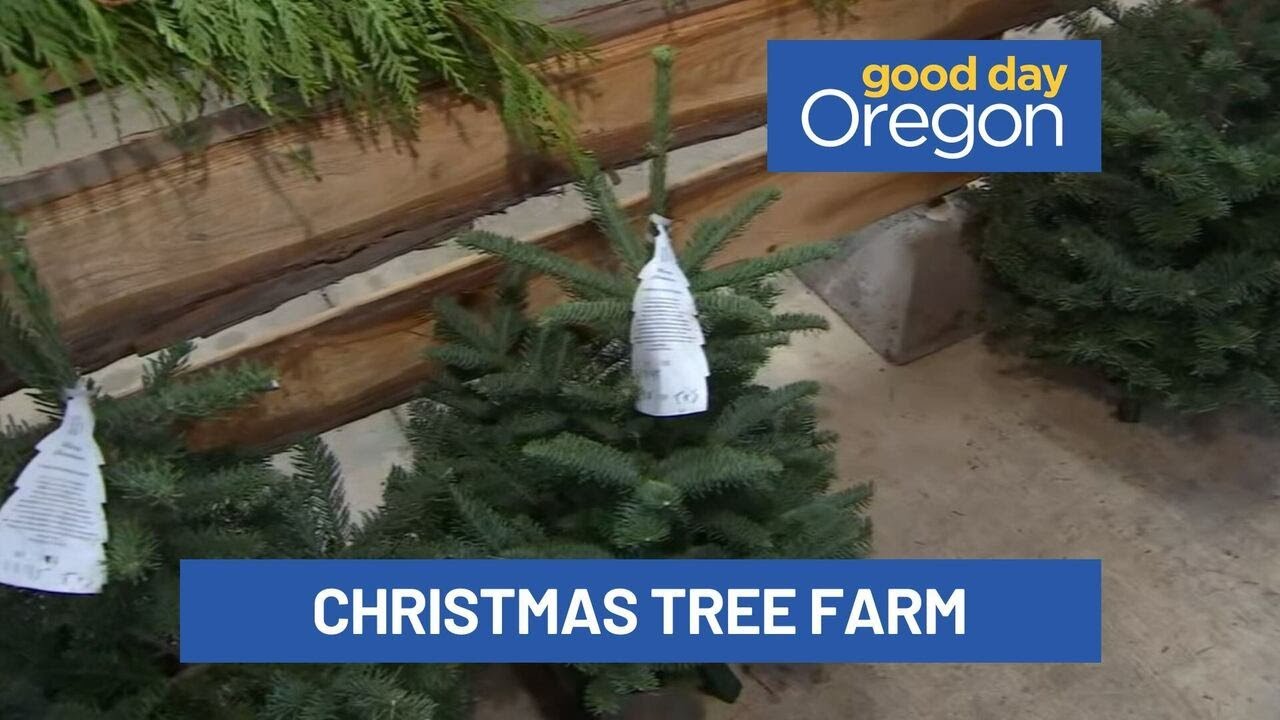 Searching for the perfect Christmas tree at Plumper Farms - YouTube