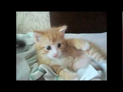 Video: Kaip Išmokyti Kačiuką Eiti į šiukšlių Dėžę