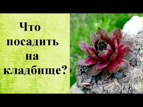 Что посадить на кладбище?