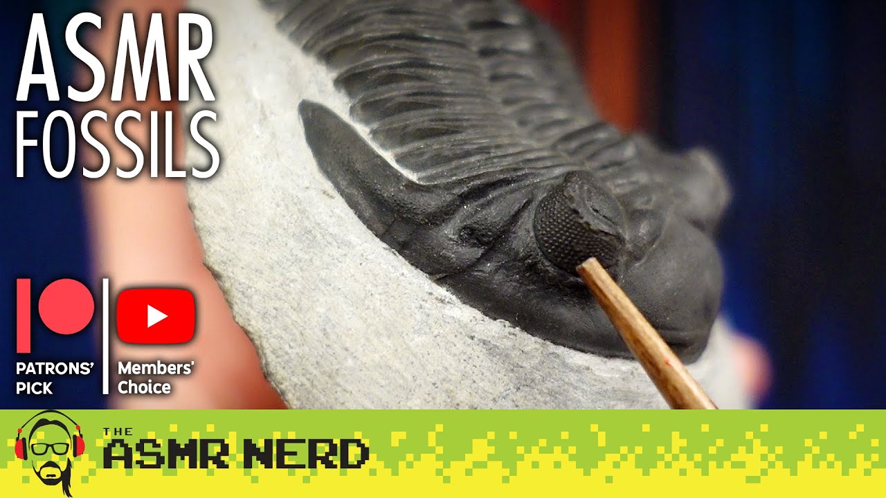 ASMR | Fascinating Fossil Show & Tell! 🐚 Patrons' Pick/Members' Choice April 2023 [soft spoken]