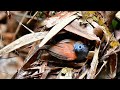 Ratusan burung 4neh berkumpul di Aviary jumbo ini, gak banyak Kicaumania yang tau semua namanya