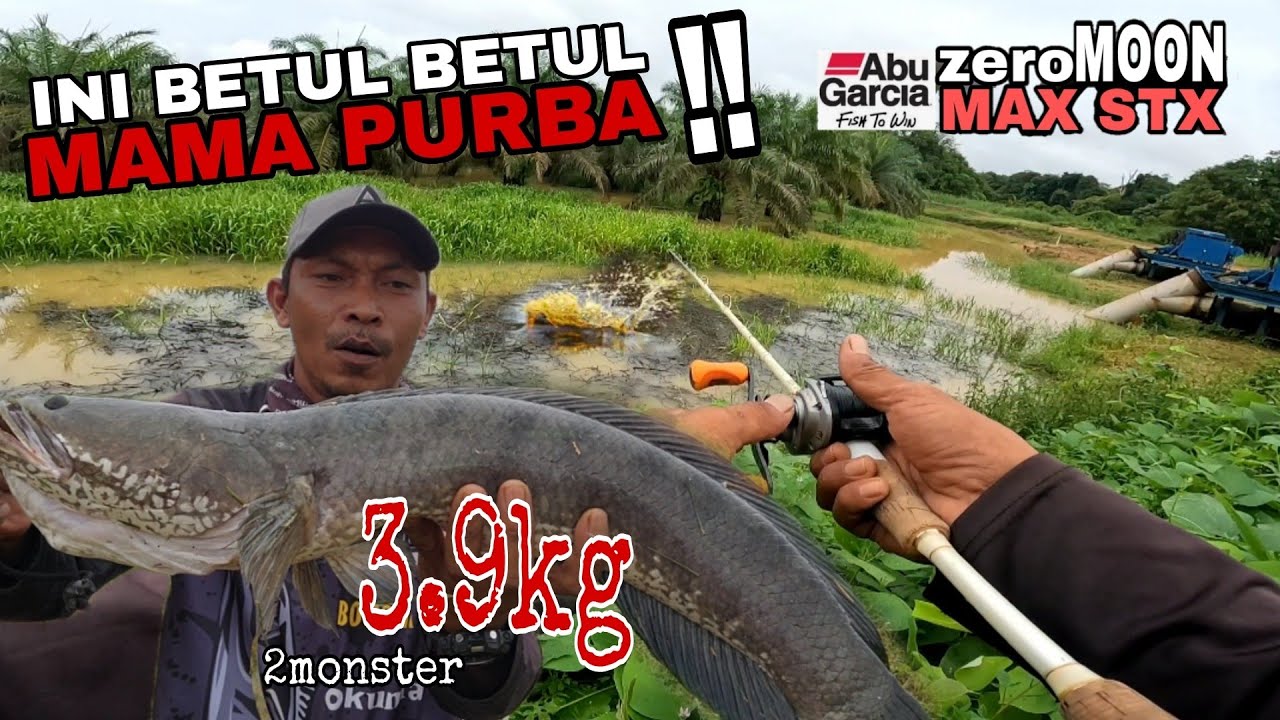 ini betul² haruan purba. casting haruan sawit.