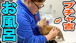 【ブチャ吉】子猫をお風呂に入れたら大暴れして大変な結果に、、、