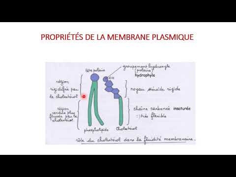 Vidéo: Épissage Des Chevrons Sur La Longueur : Les Relier Entre Eux Avec Des Superpositions. Sinon, Comment Allonger Correctement Les Chevrons Selon SNiP?