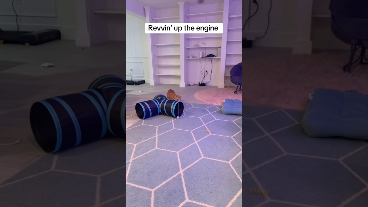 Gareth is zooming 😻 #cat #cats #catvideos #catshorts #kitty #cute #cuteanimals #orangecat #pets