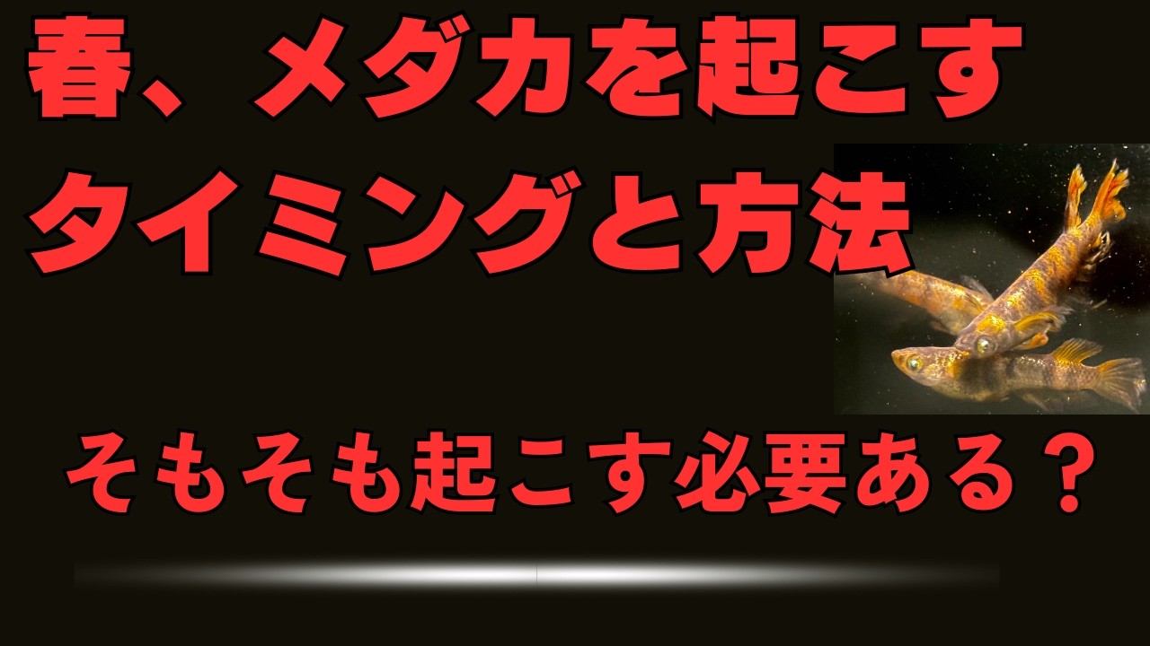 メダカを起こすタイミングと正しい起こし方【春の水換え方法と越冬明けの注意点】
