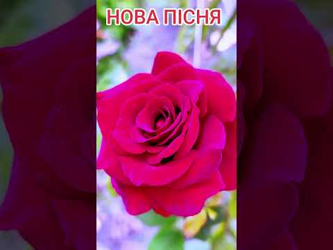 Сильний вітер Хіт 2025 Нове звучання української народної пісні новамузика