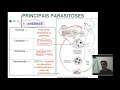 PROTOZOÁRIOS -  AULA 1- 2 ANO - I. E.  SR