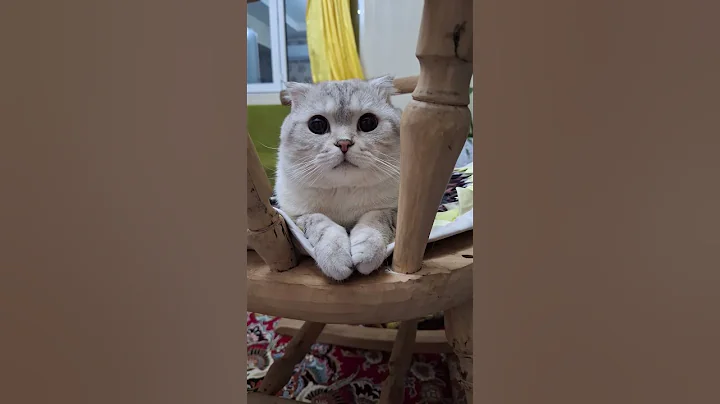Video 9319321: kitty britishshorthair scottishfold kittens, britishshorthair scottishfold kittens cat, britishshorthair pets kitten cutecat, pets cutecat scottishfold funny, cute kitty scottishfold kitten, cat scottishfold funny animals