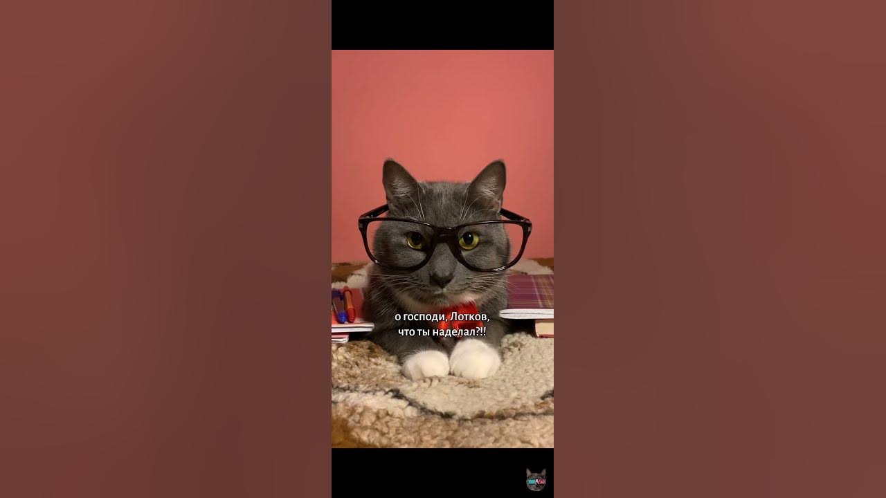 Шиноби скрытого лотка. Кот лотков песни. Котики современные. Лотков котик. Если котики ходили в школу лотков.