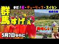 【群馬の秘境が凄すぎる】5月7日なのに!桜・チューリップ・スイセンが同時に見頃!?美味しい!旨い!すいせんソフトクリームも食べられる絶景のノルンみなかみフラワーガーデンへバイクツーリング