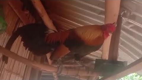 nyiam nug tau 02054447366