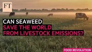Can seaweed save the world from livestock emissions? | FT Food Revolution