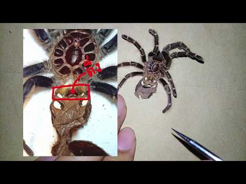 การดูเพศของทารันทูล่า/tarantula/แมงมุม