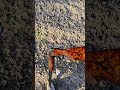 Akkar Shotgun
