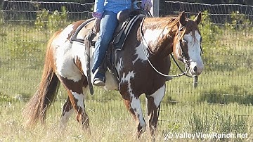 Forkez Cash Bond***For info, price, etc., go to our website*** ValleyViewRanch.net