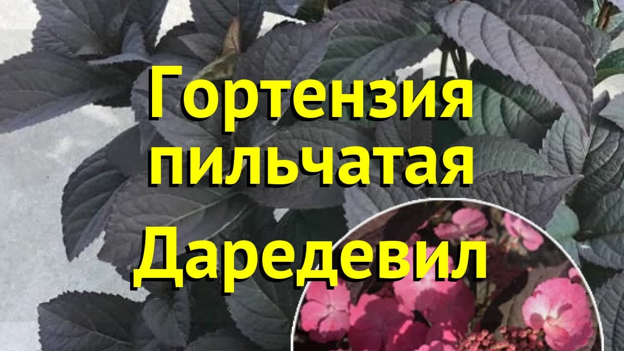 Гортензия Колорфул Коктейль: характеристика, посадка, выращивание и уход, отзывы