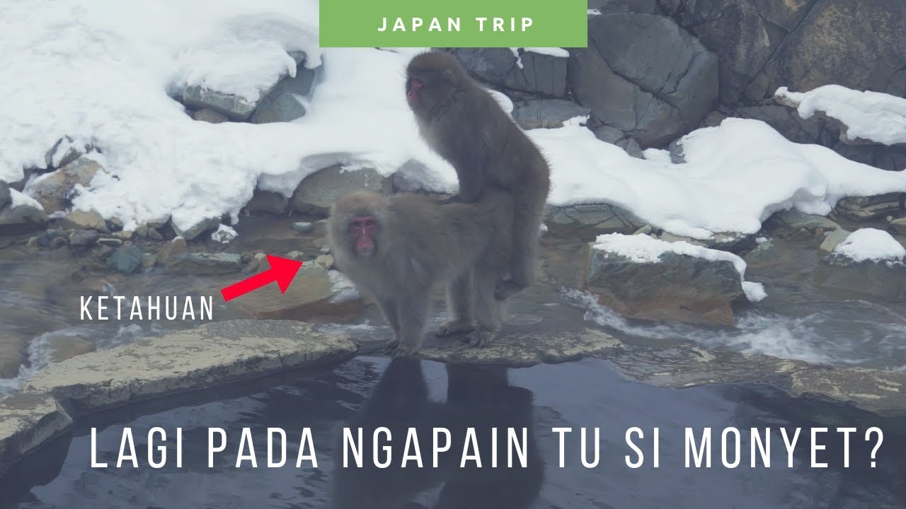 Pengalaman Berkunjung Ke Jigokudani Yaen Koen Catperkucom