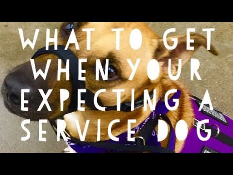 What to get when your expecting a service dog
