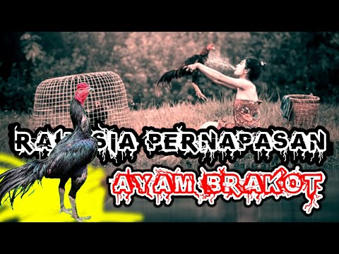 Cara Melatih Ayam Berenang