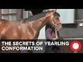 The Secrets of Yearling Conformation