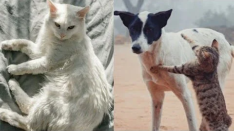 Video 11206411: cat animals baby dogs, cute baby dogs cats, cats dogs funny baby, bells funny cats