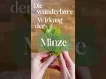 Du brauchst keine Kaugummis mehr #health #healthylifestyle #vegan #gesundheit #healthyfood #healthy